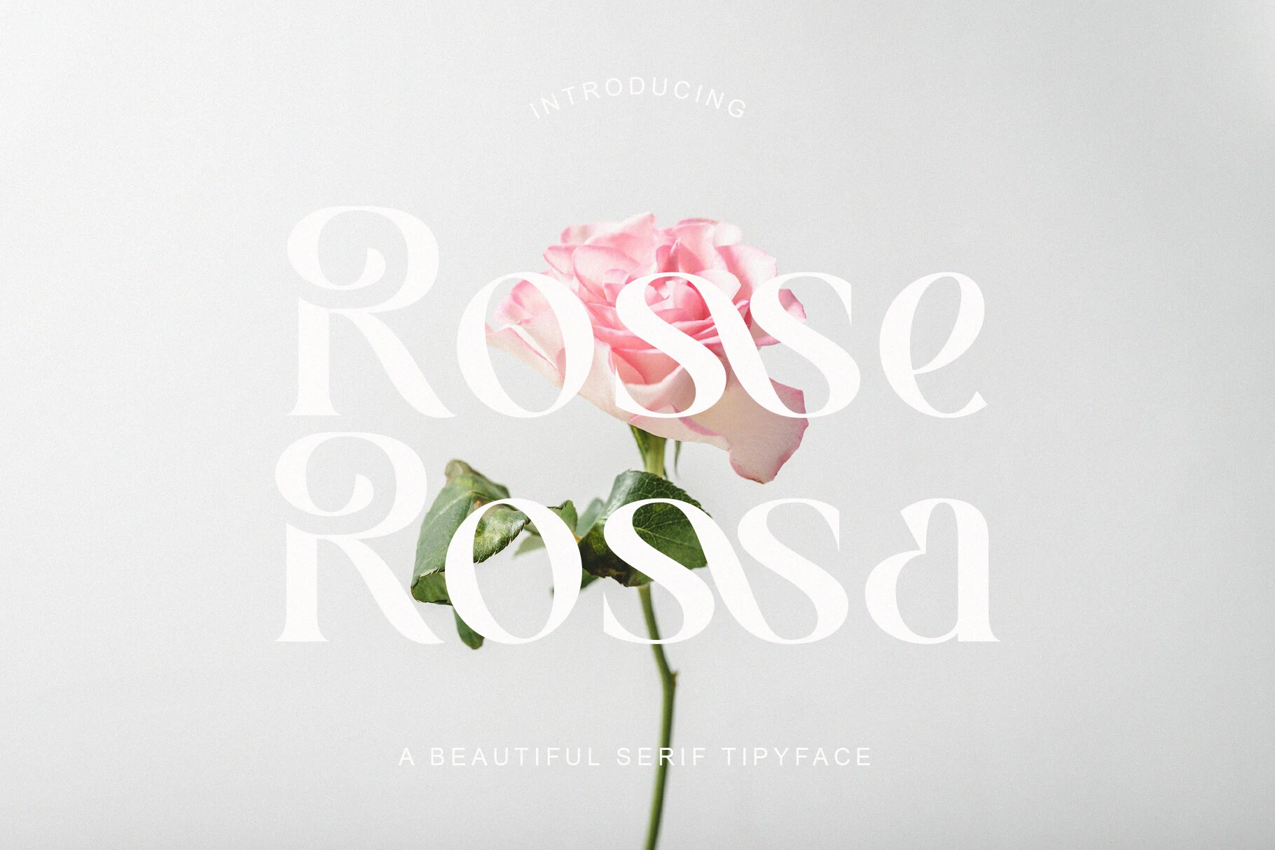 Rosse Rossa Font preview with soft high-contrast serif lettering, airy loops, and romantic curves