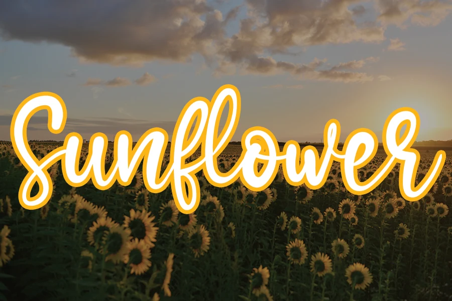 Sunflower Font preview with cute handwritten script lettering