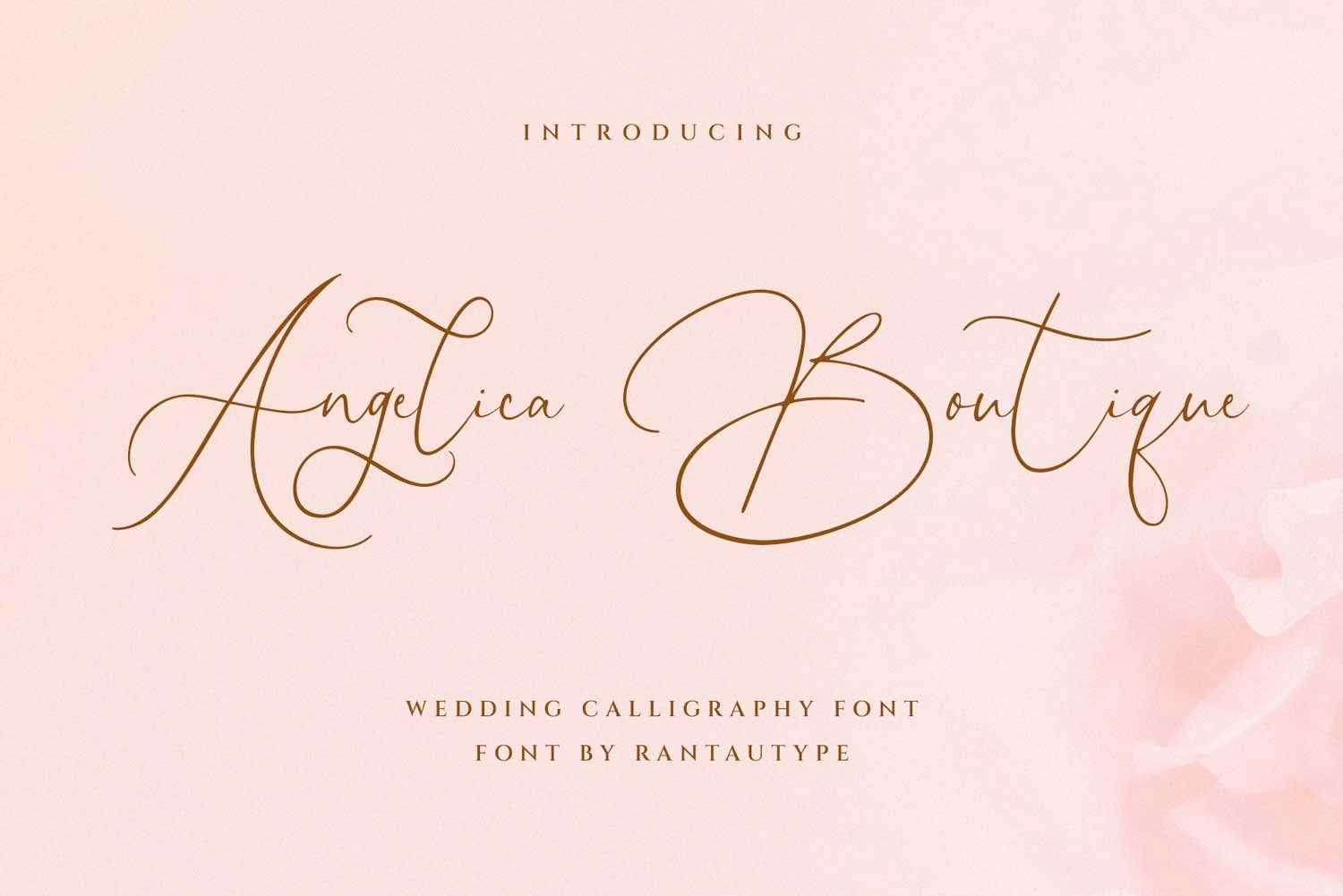 Angelica Boutique Font delicate brown calligraphy script preview with flowing swashes and airy loops
