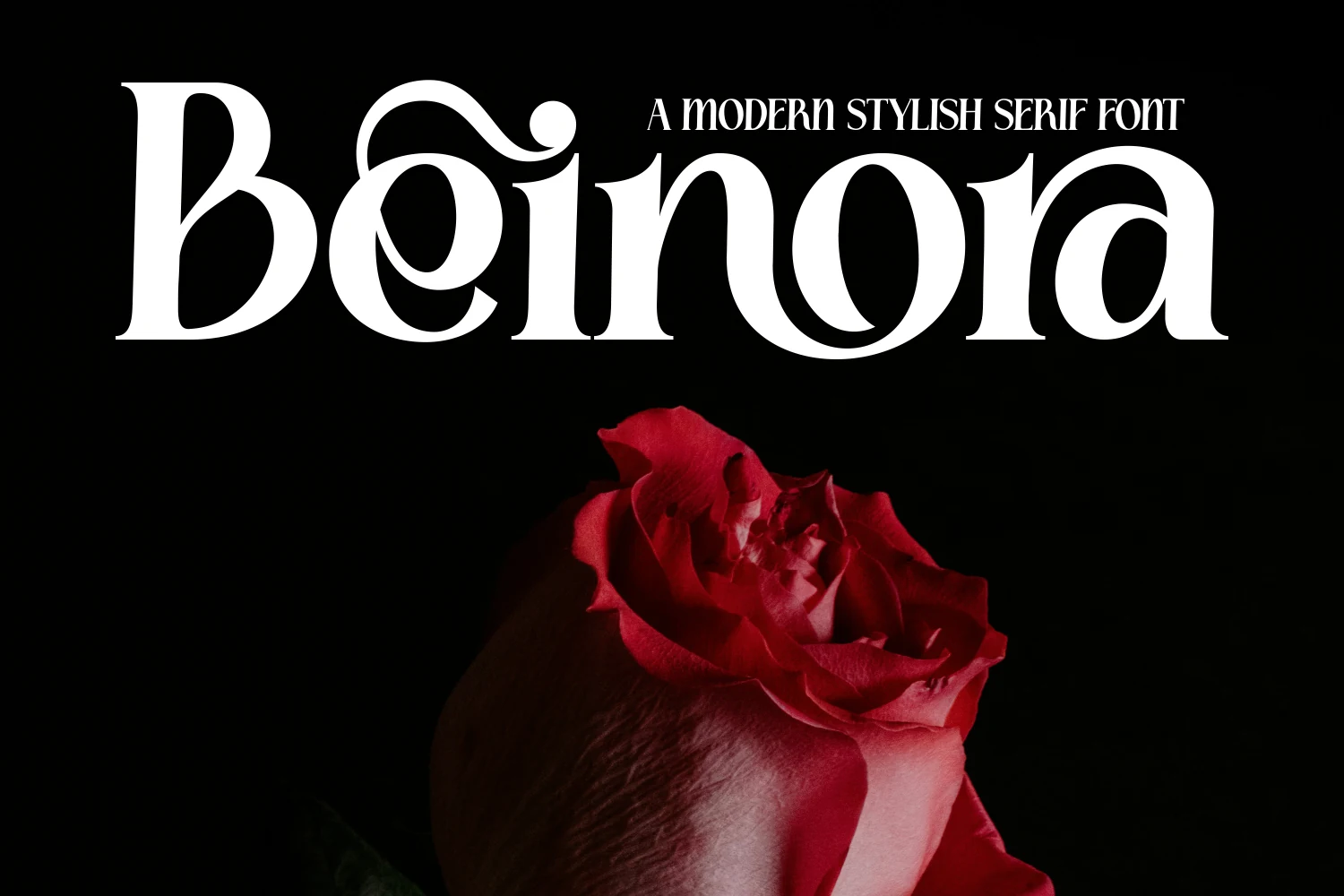 Beinora Font preview in a white high-contrast serif with sweeping curves above a red rose