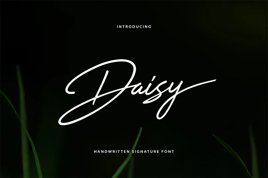 Daisy Font preview in white flowing signature script with sweeping loops on a dark background