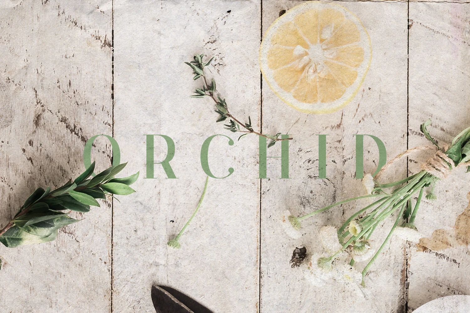 Orchid Font preview with spaced green serif capitals, delicate strokes, and soft editorial lettering