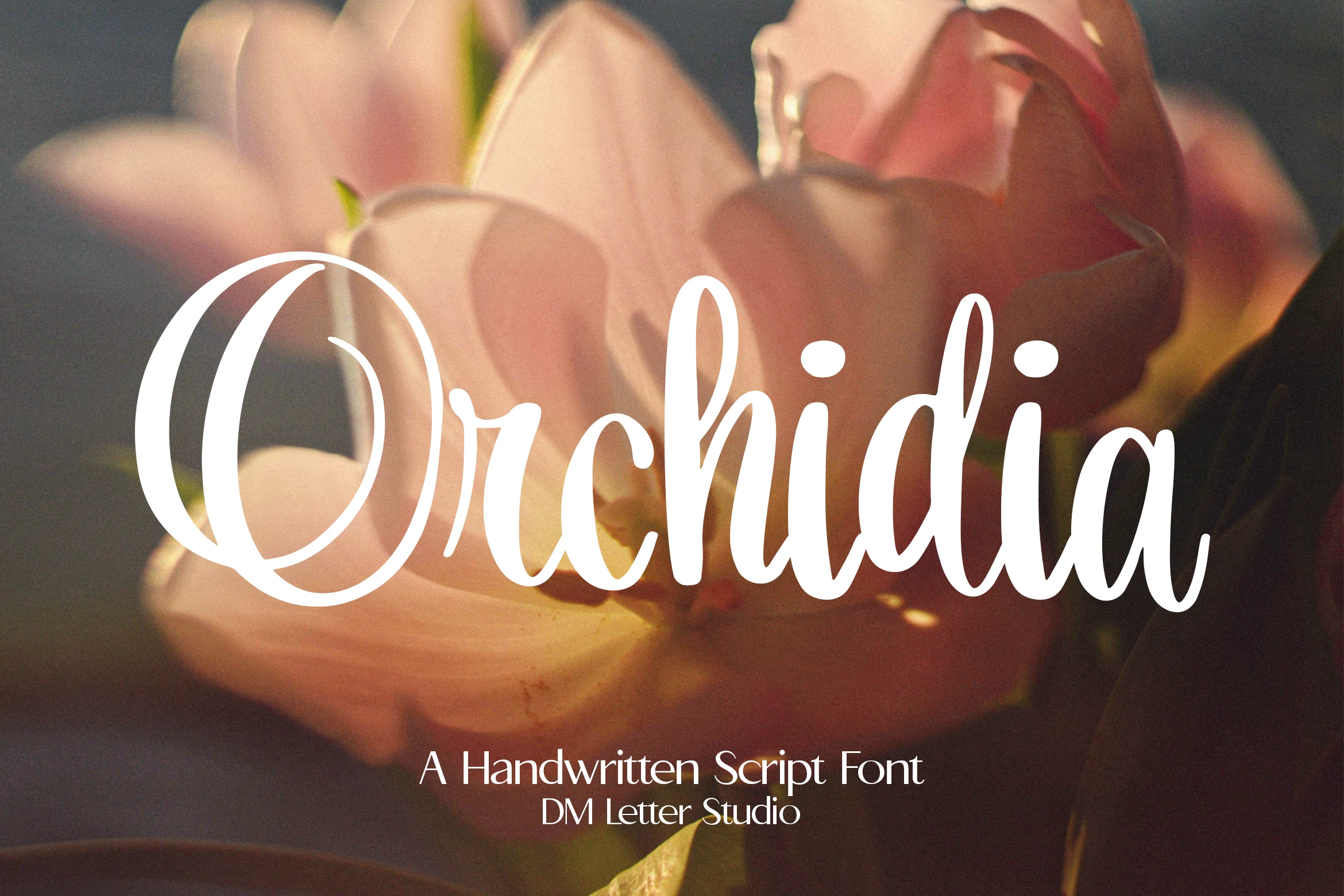Orchidia Font preview showing white rounded handwritten script with a large looping O and smooth thick strokes