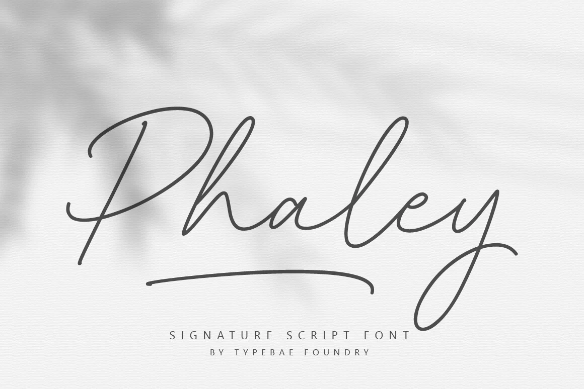 Phaley Font preview in soft gray signature script with a looping P and long underline swash