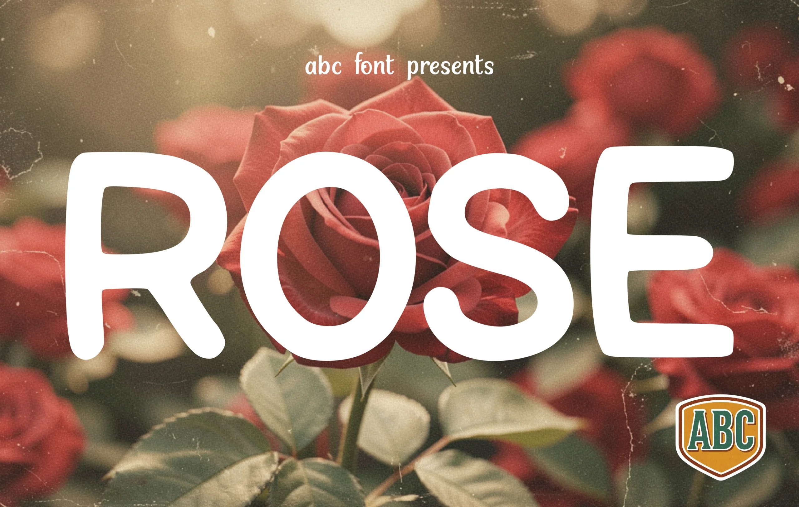 Rose Font preview in thick white rounded sans serif lettering over red roses