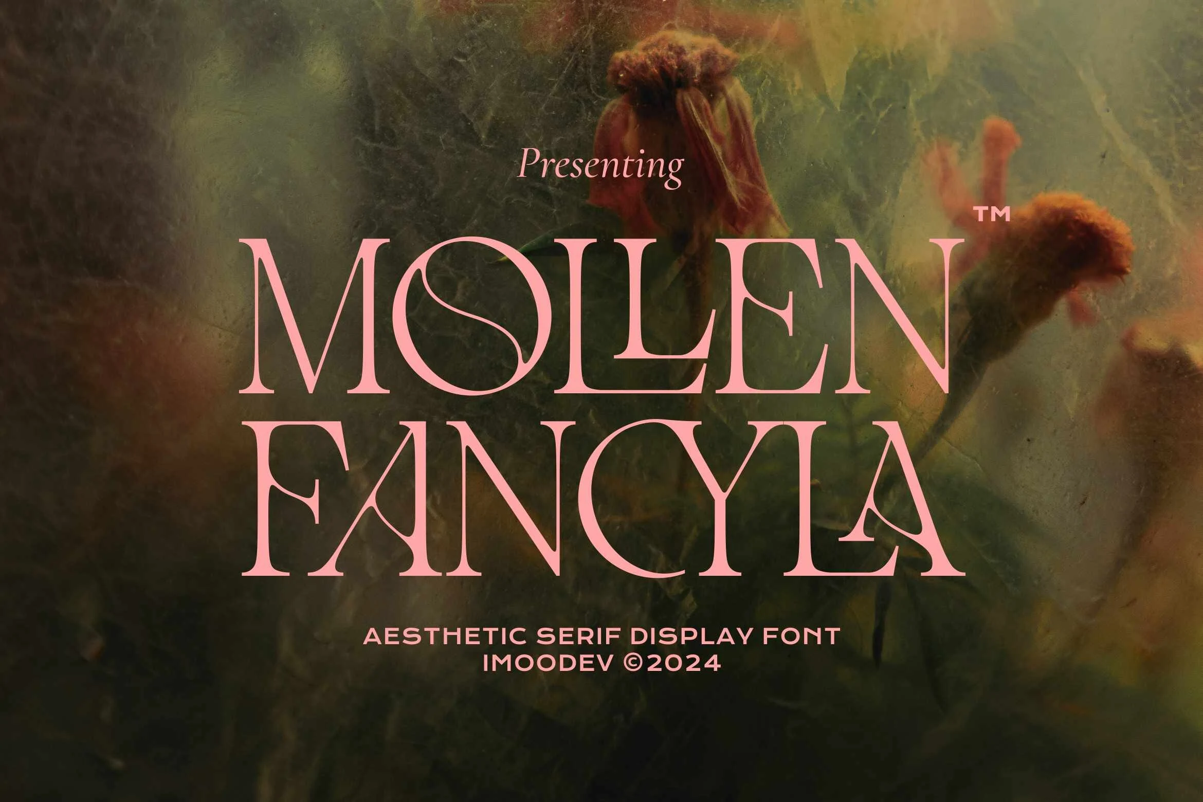 Mollen Fancyla Font preview showing a high-contrast serif with delicate horizontal serifs, open counters, and refined geometric letter details.