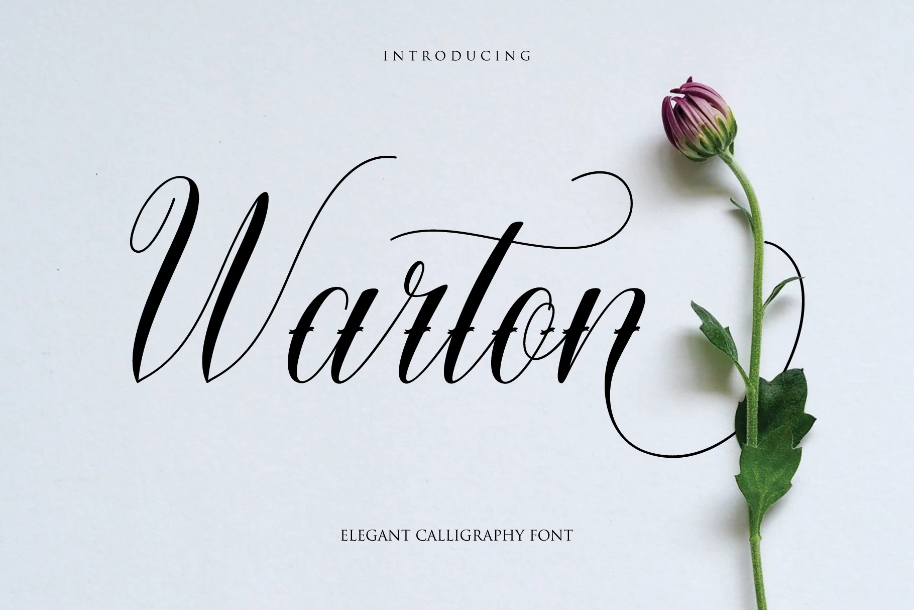 Warton Font showing connected calligraphy lettering with high stroke contrast and elongated terminal swashes.