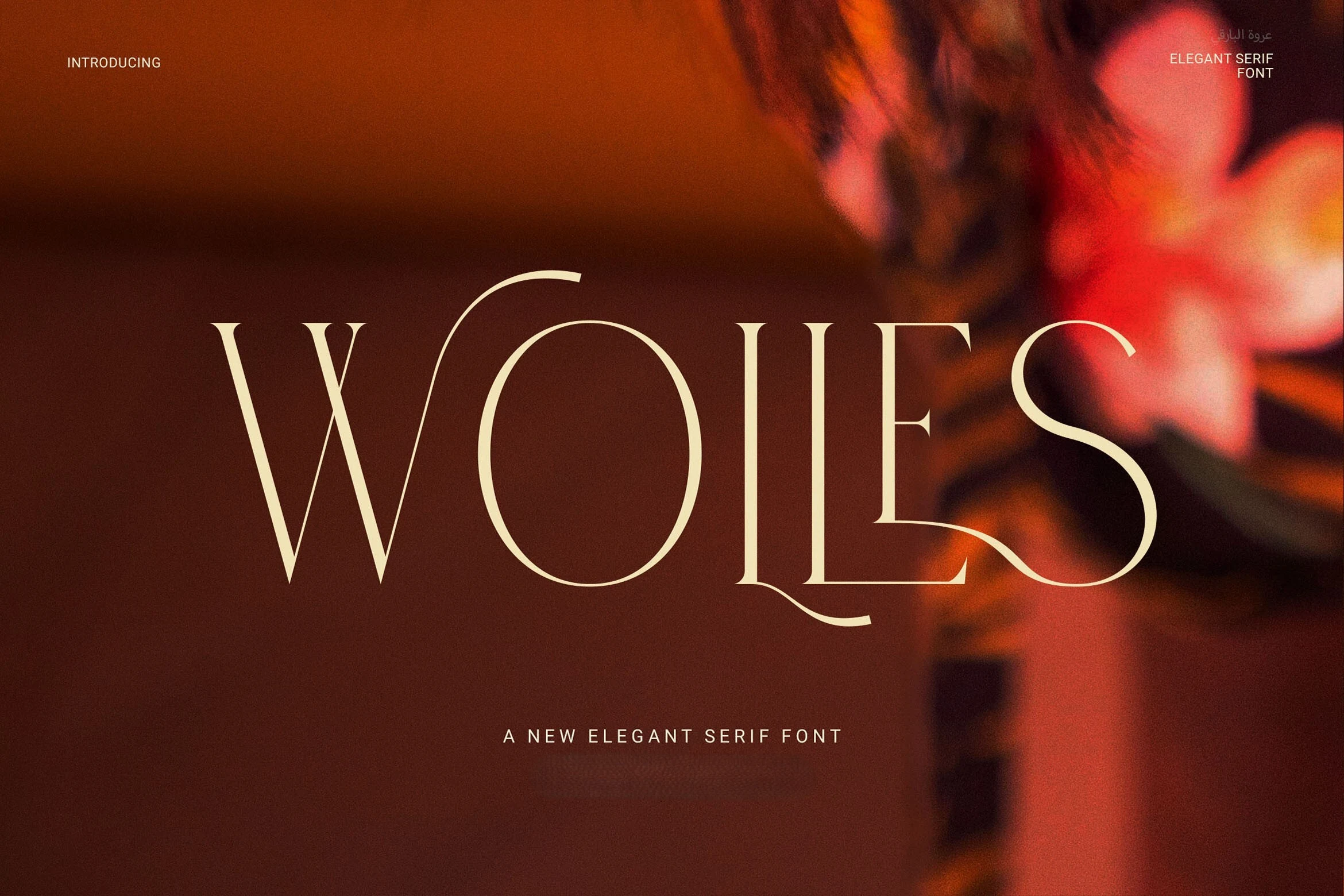 Wolles Elegant Modern Serif font preview